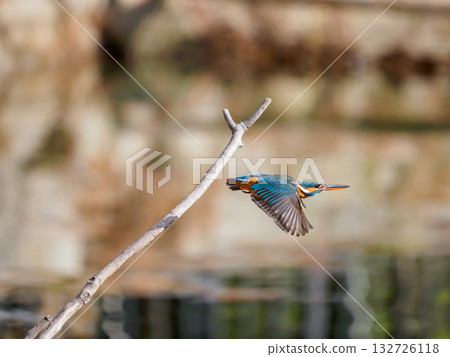 飛行的翠鳥 飛行的翠鳥 132726118