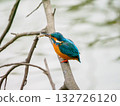 Kingfisher holding a river shrimp Kingfisher holding a river shrimp 132726120