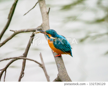 翠鳥嘴裡叼著一隻河蝦 132726120