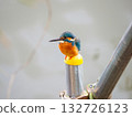 The kingfisher who is taking a break The kingfisher who is taking a break 132726123