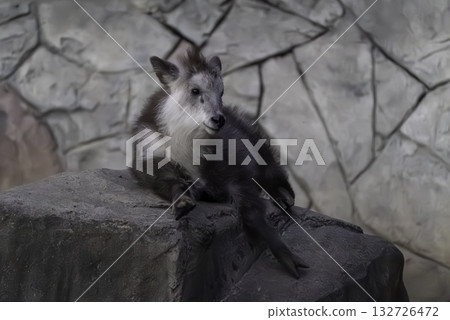 Baby Japanese serow 132726472