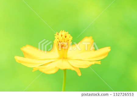 房子周圍鮮花盛開 — 各個季節 — 秋天的花園裡盛開著美麗的金色波斯菊 132726553