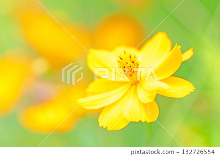 房子周圍鮮花盛開 — 各個季節 — 秋天的花園裡盛開著美麗的金色波斯菊 房子周圍鮮花盛開 — 各個季節 — 秋天的花園裡盛開著美麗的金色波斯菊 132726554