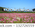 Cosmos field and BEC819 series train (JR Kyushu) 132726559