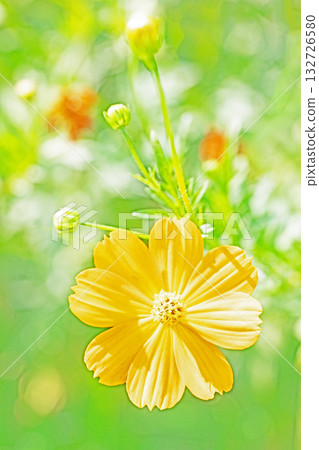 房子周圍鮮花盛開 — 各個季節 — 秋天的花園裡盛開著美麗的金色波斯菊 房子周圍鮮花盛開 — 各個季節 — 秋天的花園裡盛開著美麗的金色波斯菊 132726580