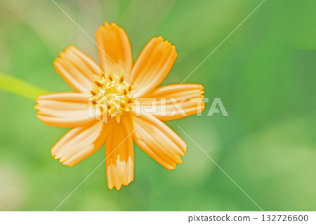 Flowers around the house, various seasonal plants, beautiful golden cosmos flowers blooming in the autumn flower garden Flowers around the house, various seasonal plants, beautiful golden cosmos flowers blooming in the autumn flower garden 132726600