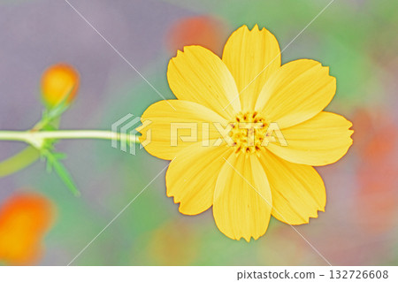 Flowers around the house, various seasonal plants, beautiful golden cosmos flowers blooming in the autumn flower garden 132726608