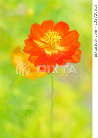 Flowers around the house, various seasonal plants, beautiful golden cosmos flowers blooming in the autumn flower garden Flowers around the house, various seasonal plants, beautiful golden cosmos flowers blooming in the autumn flower garden 132726619
