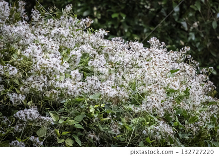 結果實的隱士草 132727220