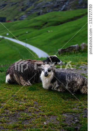 Sheep grazing on green grass near the famous Saksun on Streymoy, Faroe Islands, with dramatic coastal cliffs and ocean views. 132727780