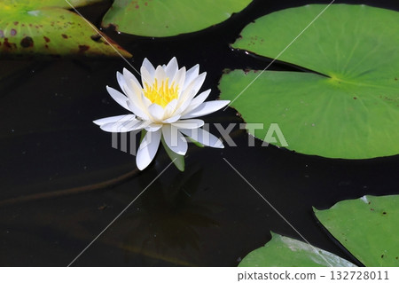 Water lily Water lily 132728011