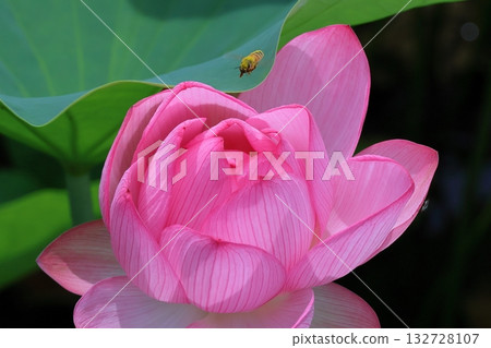 一朵蓮花 132728107