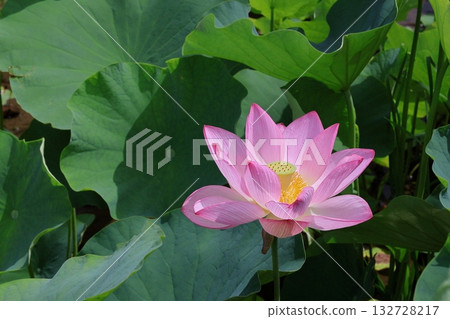 Ancient lotus Ancient lotus 132728217