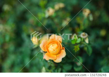 Orange roses in the sunlight Orange roses in the sunlight 132728248