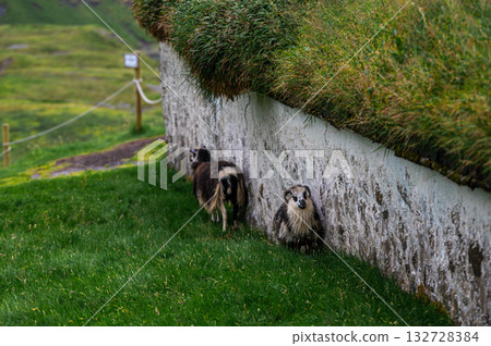 Sheep grazing on green grass near the famous Saksun on Streymoy, Faroe Islands, with dramatic coastal cliffs and ocean views. Sheep grazing on green grass near the famous Saksun on Streymoy, Faroe Islands, with dramatic coastal cliffs and ocean views. 132728384