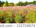 A park with cosmos A park with cosmos 132728674