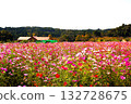 Cosmos blooming on the hill Cosmos blooming on the hill 132728675