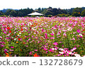 Cosmos blooming on the hill Cosmos blooming on the hill 132728679