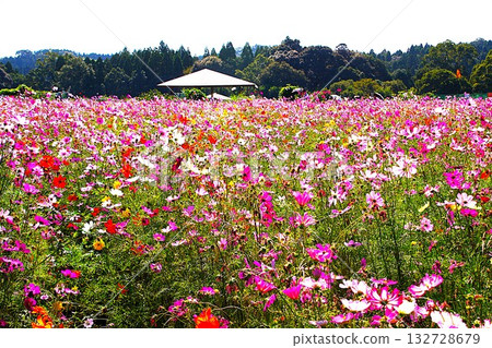 Cosmos blooming on the hill Cosmos blooming on the hill 132728679