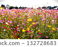 Cosmos in a cosmos field Cosmos in a cosmos field 132728683