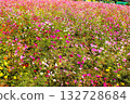 Pink cosmos at Kagoshima Urban Agriculture Center Pink cosmos at Kagoshima Urban Agriculture Center 132728684