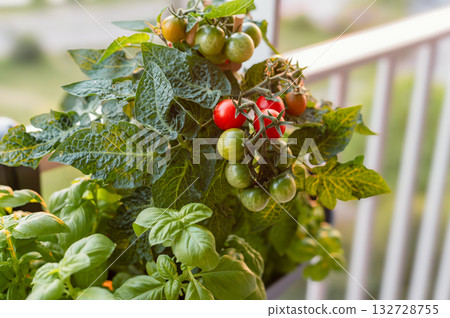 Tomatoes, basil, lavender, mint, and mandarins thriving on a sunlit balcony. A perfect example of eco-friendly urban gardening and sustainable home living. Tomatoes, basil, lavender, mint, and mandarins thriving on a sunlit balcony. A perfect example of eco-friendly urban gardening and sustainable home living. 132728755