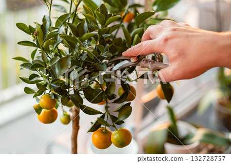 A man gently tends to a green houseplant, showcasing mindful care and the joy of indoor gardening. 132728757