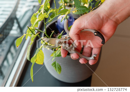 A man gently tends to a green houseplant, showcasing mindful care and the joy of indoor gardening. 132728774