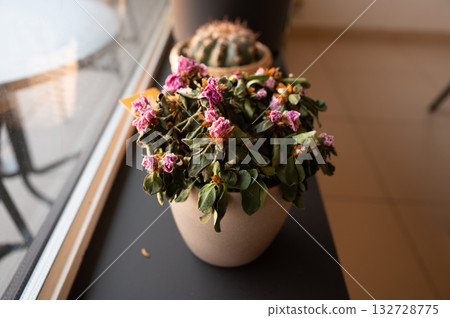 Dried plant in a pot on a gray background. The flower wilted in the pot. The indoor flower is dry. Close-up view. High quality photo 132728775