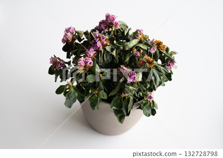 Dried plant in a pot on a gray background. The flower wilted in the pot. The indoor flower is dry. Close-up view. High quality photo 132728798