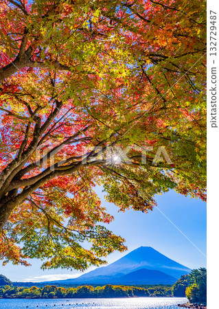 [Yamanashi Prefecture] Autumn leaves begin to fall around Lake Shoji and Mount Fuji is covered in its first snow 132729487