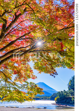 [Yamanashi Prefecture] Autumn leaves begin to fall around Lake Shoji and Mount Fuji is covered in its first snow 132729499