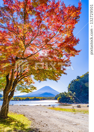 [Yamanashi Prefecture] Autumn leaves begin to fall around Lake Shoji and Mount Fuji is covered in its first snow 132729501
