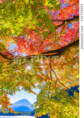 [Yamanashi Prefecture] Autumn leaves begin to fall around Lake Shoji and Mount Fuji is covered in its first snow 132729503