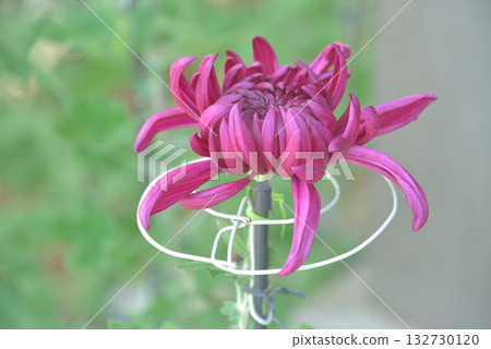 在菊花展上 132730120