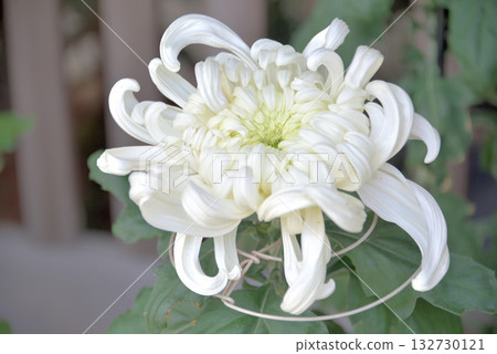 At the chrysanthemum exhibition 132730121