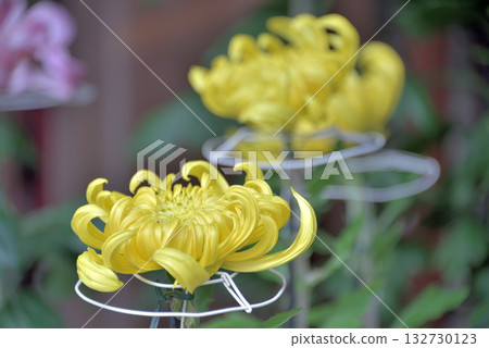 在菊花展上 在菊花展上 132730123