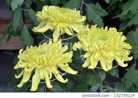 At the chrysanthemum exhibition At the chrysanthemum exhibition 132730124