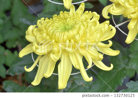 At the chrysanthemum exhibition 132730125