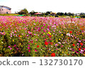 Cosmos field and red cosmos Cosmos field and red cosmos 132730170