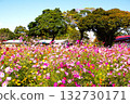 Park's Cosmos Park's Cosmos 132730171
