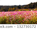 Cosmos field and mountain scenery Cosmos field and mountain scenery 132730172
