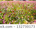 Cosmos in full bloom in a cosmos field Cosmos in full bloom in a cosmos field 132730173