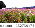 Scenery with cosmos Scenery with cosmos 132730174