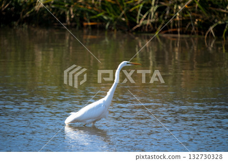 信濃川安城堤壩上的白鷺 132730328