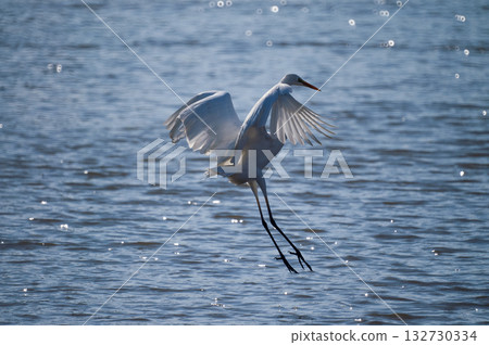 信濃川安城堤壩上的白鷺 132730334