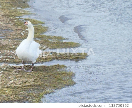 湖泊和天鵝 湖泊和天鵝 132730562
