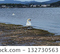 Lake and swan 132730563