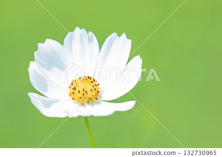 屋子周圍鮮花盛開,四季各異。公園花園裡,美麗的彩色波斯菊在秋風中搖曳。 屋子周圍鮮花盛開,四季各異。公園花園裡,美麗的彩色波斯菊在秋風中搖曳。 132730965