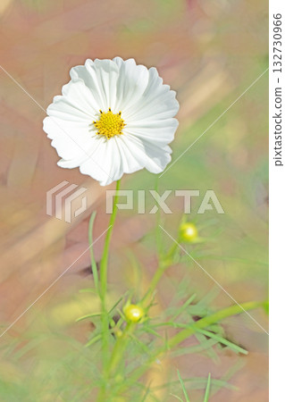 Flowers around the house, various in all seasons. Beautiful colorful cosmos flowers bloom in the park's flower garden, swaying in the autumn breeze. 132730966